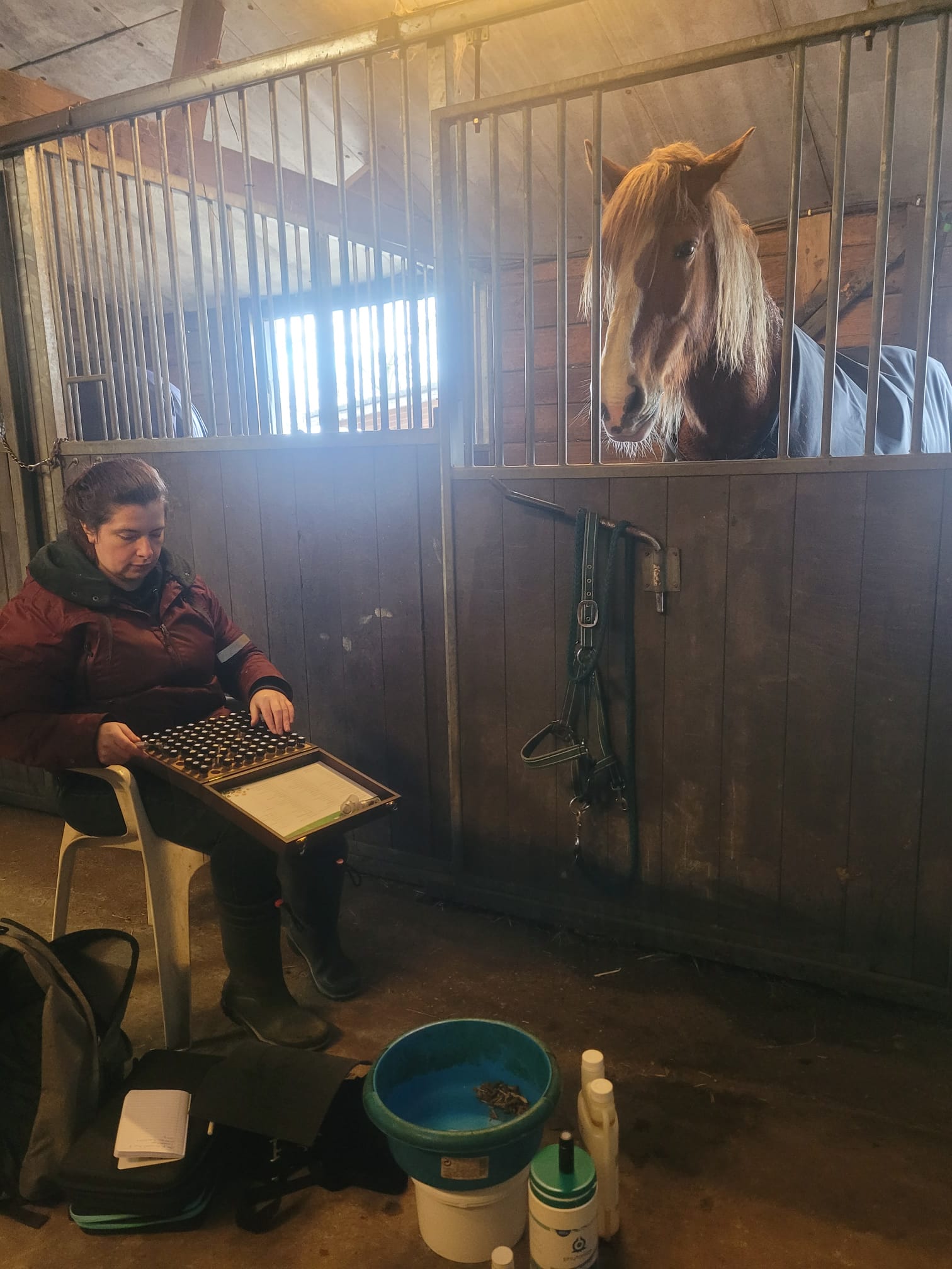 voer je paard optimaal online cursus