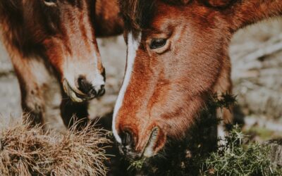 Luzerne: een waardevolle eiwitbron voor veel paarden