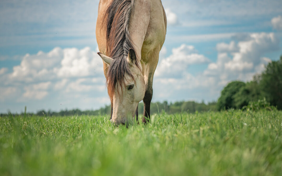 Hoe wordt het mestwater van jouw paard veroorzaakt?