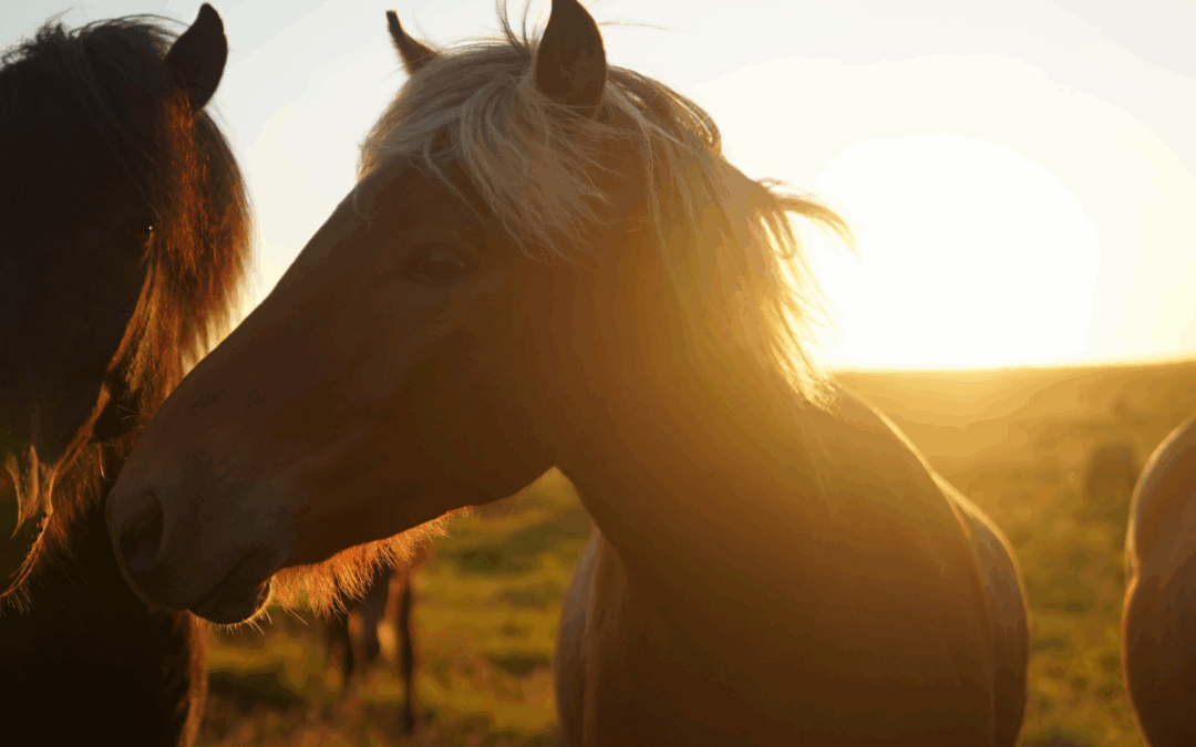 #2: Waar komt het paard vandaan?