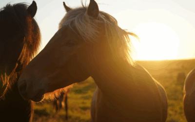 #2: Waar komt het paard vandaan?