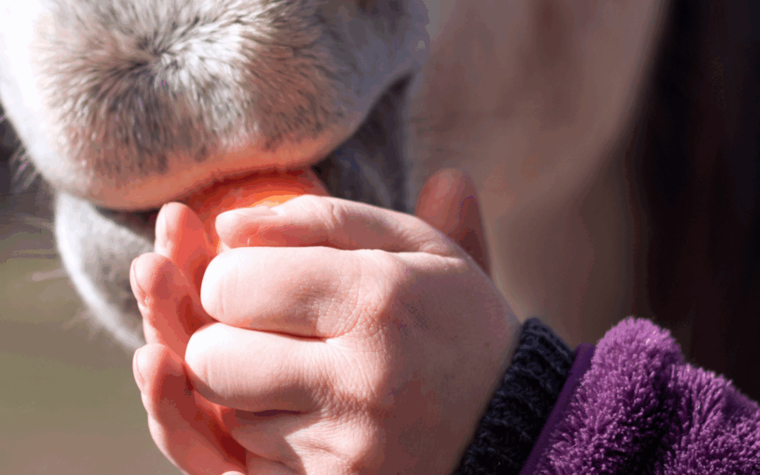 #12: Influencers en paardenvoeding