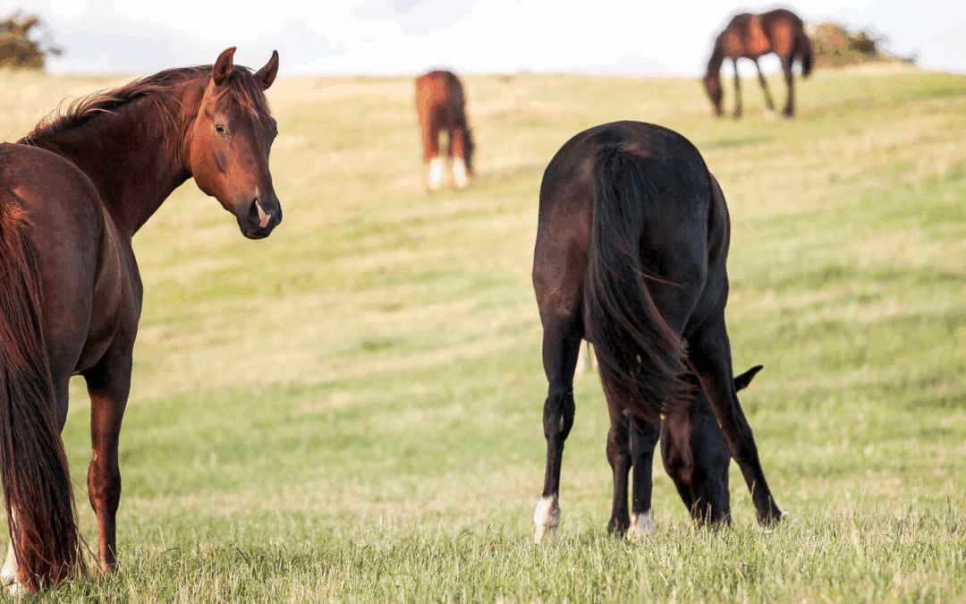 #14: Mijn paard stopt niet met eten