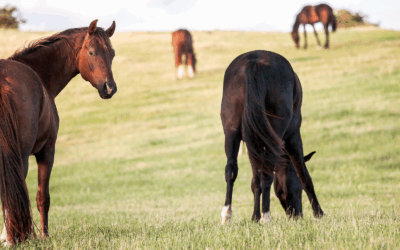 #14: Mijn paard stopt niet met eten