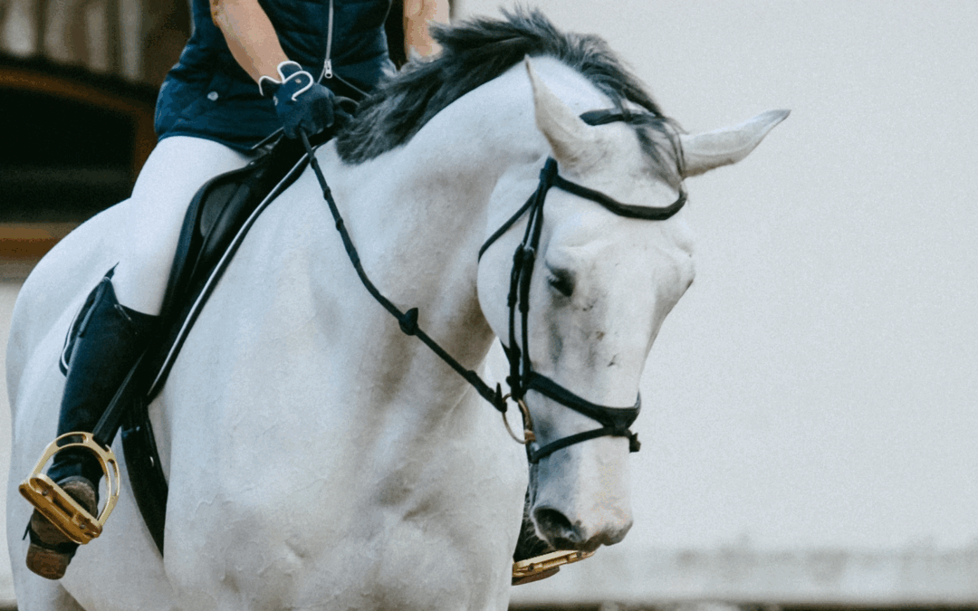 #16: Ja, we kunnen een paard wél dwingen iets te doen wat hij niet wil