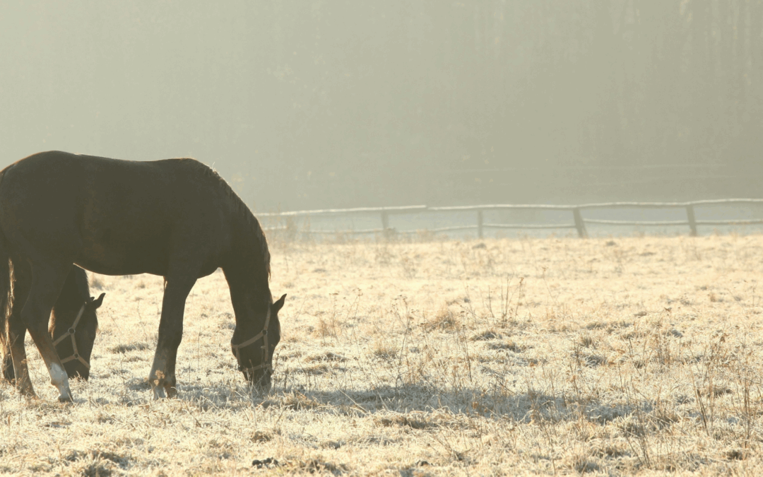 #23: “Verder is mijn paard gezond”