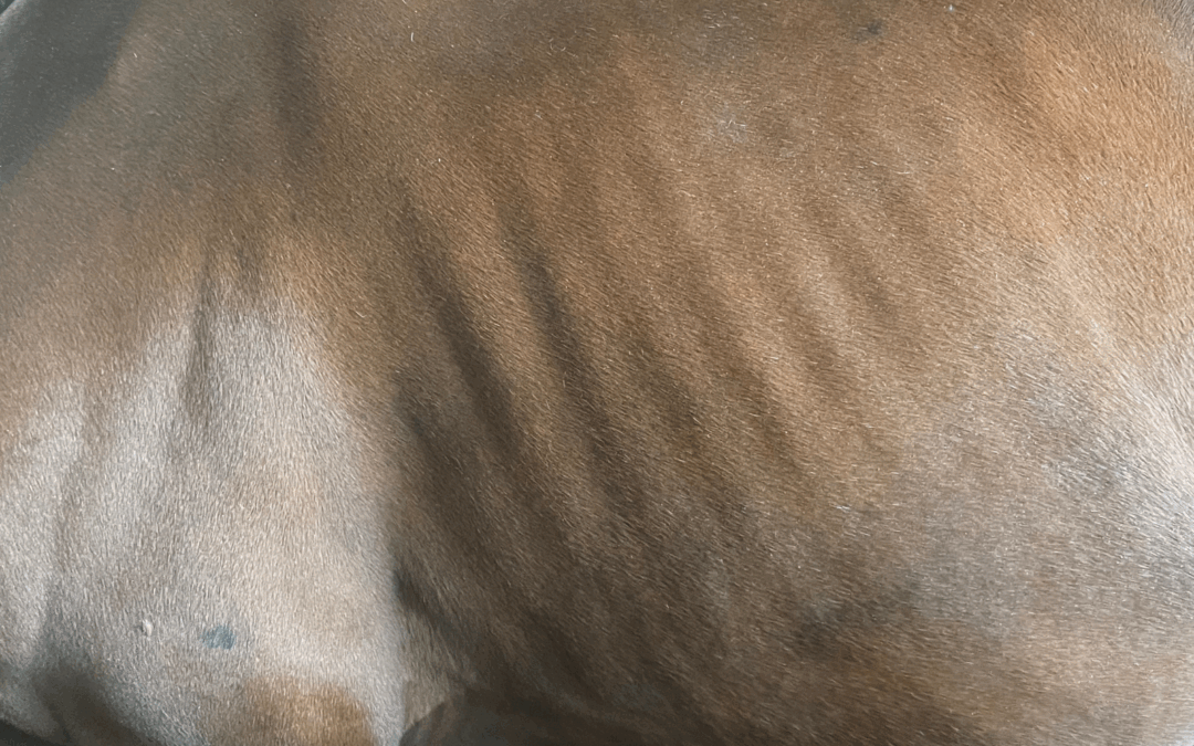 #24: Mager paard: meer voeren of de darmen optimaliseren?