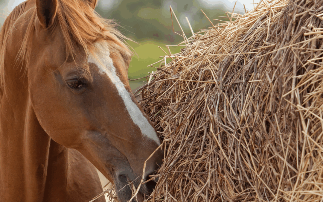 #42: Weet jij hoeveel ruwvoer je paard krijgt?