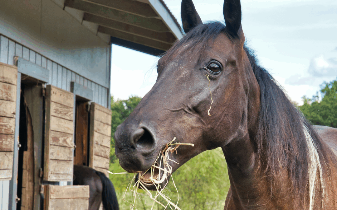 #34: “Mijn paard staat graag op stal”