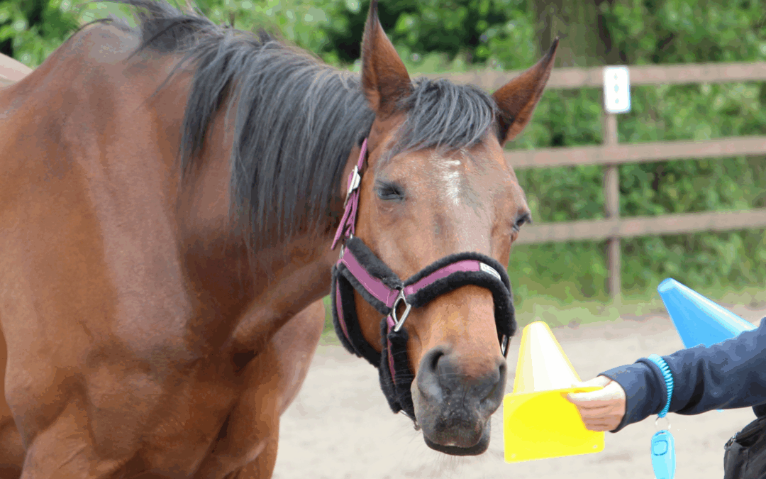 #36: Mijn ervaring met clickertraining