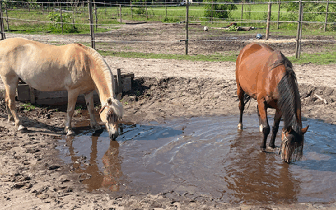 #37: Mineralenbuffet voor je paard