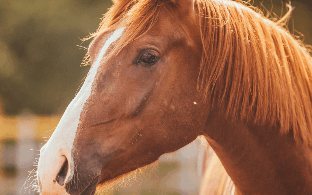 #41: Paardenwelzijn, social media en redenatiefouten met Monique Dorst
