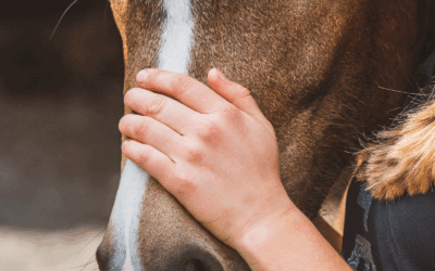 #43: Mijn favoriete accounts over paardenwelzijn