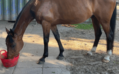 #8: Help, mijn paard lust zijn voer niet