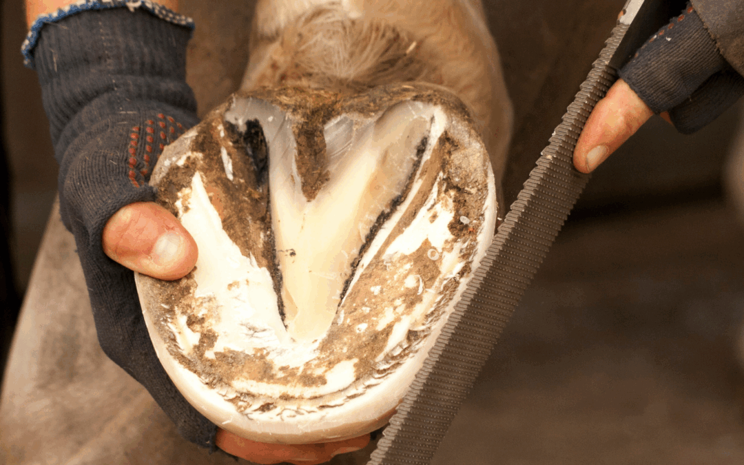 #54: Je paard zelf bekappen met natuurlijk bekapper Hanna Lobbezoo