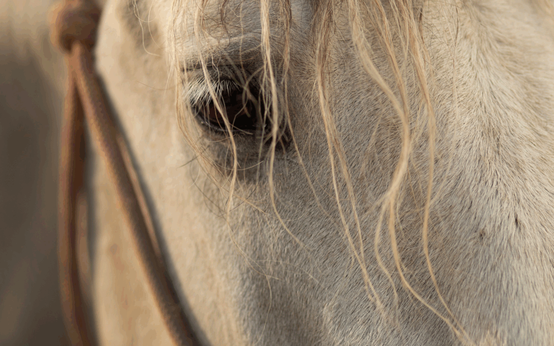 #55: Je paard wil je iets vertellen