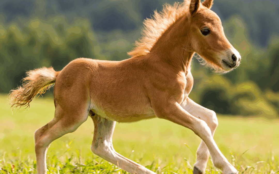 #58: Shetlanders zijn volwaardige paarden